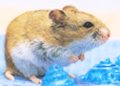 chinese_hamster1